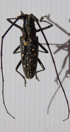 Réf. 236 003 : Taeniotes naevius